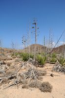 The island of Lobos in Fuerteventura. Agave sisal (Agave sisalana). Click to enlarge the image in Adobe Stock (new tab).