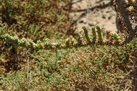 The island of Lobos in Fuerteventura. Traganum Moquin (Traganum moquinii). Click to enlarge the image in Adobe Stock (new tab).