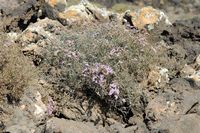 The island of Lobos in Fuerteventura. Tubercled Statice (Limonium tuberculatum). Click to enlarge the image in Adobe Stock (new tab).