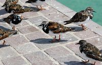 The village of Corralejo in Fuerteventura. Ruddy Turnstone (Arenaria interpres) in the port. Click to enlarge the image in Adobe Stock (new tab).