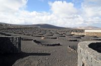 The village of La Geria in Lanzarote. Vineyards in La Geria. Click to enlarge the image in Adobe Stock (new tab).
