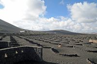 The village of La Geria in Lanzarote. Vineyards in La Geria. Click to enlarge the image in Adobe Stock (new tab).