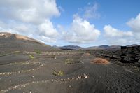 The village of La Geria in Lanzarote. Vineyards in La Geria. Click to enlarge the image in Adobe Stock (new tab).