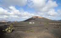 The village of La Geria in Lanzarote. Vineyards in La Geria. Click to enlarge the image in Adobe Stock (new tab).