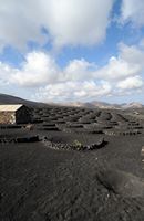 The village of La Geria in Lanzarote. Vineyards in La Geria. Click to enlarge the image in Adobe Stock (new tab).