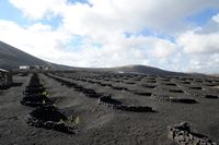 The village of La Geria in Lanzarote. Vineyards in La Geria. Click to enlarge the image in Adobe Stock (new tab).