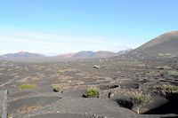 The village of La Geria in Lanzarote. Vineyards of La Geria bodega. Click to enlarge the image in Adobe Stock (new tab).