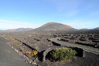 The village of La Geria in Lanzarote. Vineyards of La Geria bodega. Click to enlarge the image in Adobe Stock (new tab).