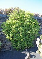 The Cactus Garden cactus collection in Guatiza in Lanzarote. Pereskia aculeata. Click to enlarge the image in Adobe Stock (new tab).