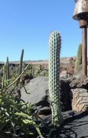 The Cactus Garden cactus collection in Guatiza in Lanzarote. browningia hertlingiana. Click to enlarge the image in Adobe Stock (new tab).