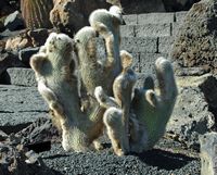 The Cactus Garden cactus collection in Guatiza in Lanzarote. Cleistocactus hyalacanthus forma cristata. Click to enlarge the image in Adobe Stock (new tab).