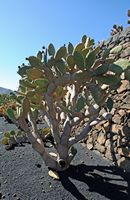 The Cactus Garden cactus collection in Guatiza in Lanzarote. Opuntia tomentosa. Click to enlarge the image in Adobe Stock (new tab).