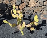 The Cactus Garden cactus collection in Guatiza in Lanzarote. Opuntia quimilo. Click to enlarge the image in Adobe Stock (new tab).