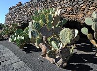 The Cactus Garden cactus collection in Guatiza in Lanzarote. Opuntia hyptiacantha. Click to enlarge the image in Adobe Stock (new tab).