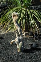 The Cactus Garden cactus collection in Guatiza in Lanzarote. Cleistocactus hyalacanthus. Click to enlarge the image in Adobe Stock (new tab).
