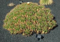 The Cactus Garden cactus collection in Guatiza in Lanzarote. Ferocactus robustus. Click to enlarge the image in Adobe Stock (new tab).