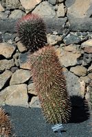 The Cactus Garden cactus collection in Guatiza in Lanzarote. Ferocactus gracilis gatesii subspecies. Click to enlarge the image in Adobe Stock (new tab).