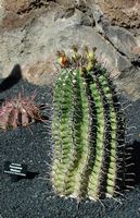 The Cactus Garden cactus collection in Guatiza in Lanzarote. Ferocactus wislizeni. Click to enlarge the image in Adobe Stock (new tab).