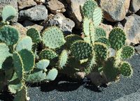 The Cactus Garden cactus collection in Guatiza in Lanzarote. Opuntia lindheimeri. Click to enlarge the image in Adobe Stock (new tab).
