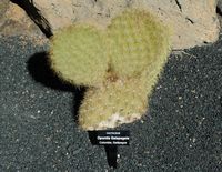 The Cactus Garden cactus collection in Guatiza in Lanzarote. Opuntia galapageia. Click to enlarge the image in Adobe Stock (new tab).