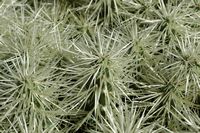 The Cactus Garden cactus collection in Guatiza in Lanzarote. Cylindropuntia tunicata. Click to enlarge the image in Adobe Stock (new tab).