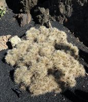 The Cactus Garden cactus collection in Guatiza in Lanzarote. Cylindropuntia tunicata. Click to enlarge the image in Adobe Stock (new tab).