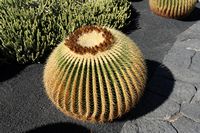 The Cactus Garden cactus collection in Guatiza in Lanzarote. Echinocactus grusonii. Click to enlarge the image in Adobe Stock (new tab).
