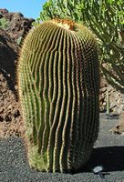 The Cactus Garden cactus collection in Guatiza in Lanzarote. Echinocactus platyacanthus. Click to enlarge the image in Adobe Stock (new tab).