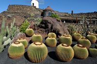 The Cactus Garden cactus collection in Guatiza in Lanzarote. Echinocactus grusonii. Click to enlarge the image in Adobe Stock (new tab).
