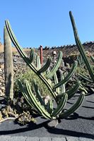 The Cactus Garden cactus collection in Guatiza in Lanzarote. Stenocereus pruinosus. Click to enlarge the image in Adobe Stock (new tab).
