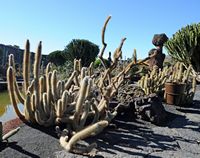 The Cactus Garden cactus collection in Guatiza in Lanzarote. Cleistocactus species. Click to enlarge the image in Adobe Stock (new tab).