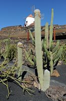 The Cactus Garden cactus collection in Guatiza in Lanzarote. Cephalocereus senilis. Click to enlarge the image in Adobe Stock (new tab).