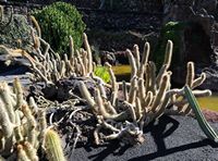The Cactus Garden cactus collection in Guatiza in Lanzarote. Cephalocereus Candelilla. Click to enlarge the image in Adobe Stock (new tab).
