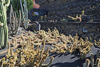 The Cactus Garden cactus collection in Guatiza in Lanzarote. Echinopsis camarguensis. Click to enlarge the image in Adobe Stock (new tab).