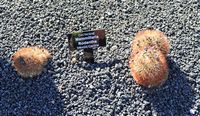 The Cactus Garden cactus collection in Guatiza in Lanzarote. Mammillaria rhodantha. Click to enlarge the image in Adobe Stock (new tab).