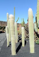 The Cactus Garden cactus collection in Guatiza in Lanzarote. Cephalocereus senilis. Click to enlarge the image in Adobe Stock (new tab).