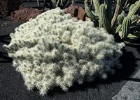 The Cactus Garden cactus collection in Guatiza in Lanzarote. Mammillaria compressa. Click to enlarge the image in Adobe Stock (new tab).