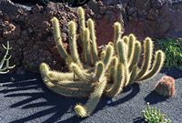 The Cactus Garden cactus collection in Guatiza in Lanzarote. Echinopsis thelegonoides. Click to enlarge the image in Adobe Stock (new tab).