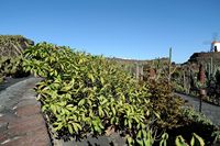 The collection of succulents Cactus Garden in Guatiza in Lanzarote. Plumeria acuminata (Plumeria acuminata). Click to enlarge the image in Adobe Stock (new tab).