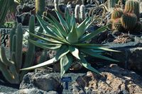 The collection of succulents Cactus Garden in Guatiza in Lanzarote. Aloe gerstneri. Click to enlarge the image in Adobe Stock (new tab).