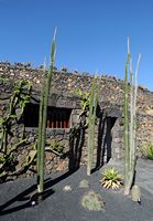The collection of succulents Cactus Garden in Guatiza in Lanzarote. Alluaudia procera. Click to enlarge the image in Adobe Stock (new tab).