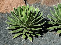 The collection of succulents Cactus Garden in Guatiza in Lanzarote. Agave shawii. Click to enlarge the image in Adobe Stock (new tab).