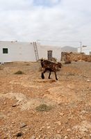 The village of Llanos de la Concepción in Fuerteventura. A resident of Llanos de la Concepción. Click to enlarge the image in Adobe Stock (new tab).