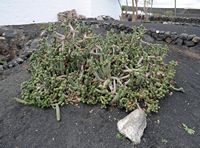 The village of Masdache in Lanzarote. Cactus Austrocylindropuntia subulata Museum El Grifo. Click to enlarge the image in Adobe Stock (new tab).