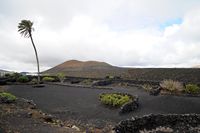 The village of Masdache in Lanzarote. Canary Palm Tree Museum El Grifo. Click to enlarge the image in Adobe Stock (new tab).