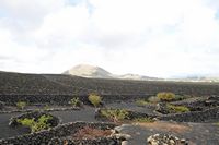 The village of Masdache in Lanzarote. Vignes Museum El Grifo. Click to enlarge the image in Adobe Stock (new tab).