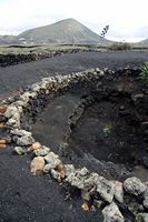 The village of Masdache in Lanzarote. Fig tree in the souk El Grifo Museum. Click to enlarge the image in Adobe Stock (new tab).