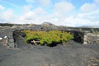 The village of Masdache in Lanzarote. Vine Museum El Grifo. Click to enlarge the image in Adobe Stock (new tab).