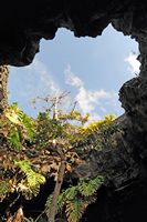 The village of Tahíche in Lanzarote. Fig tree in the basement of the house of César Manrique. Click to enlarge the image in Adobe Stock (new tab).