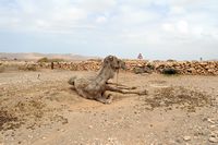 The village of Tefía in Fuerteventura. Alcogida, dromedary. Click to enlarge the image in Adobe Stock (new tab).